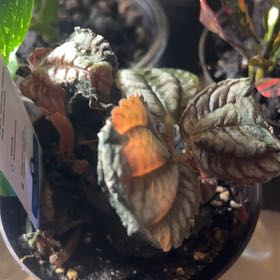 Photo of the plant species Pilea 'Pan Am' by @PunchyOnion11 named Rainier on Greg, the plant care app