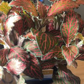 Photo of the plant species Nerve Plant by @PunchyOnion11 named Elle on Greg, the plant care app