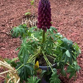 Photo of the plant species Big-Leaved Lupine by @PunchyOnion11 named Bodhi on Greg, the plant care app