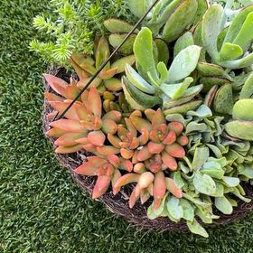 Photo of the plant species Small Red Carpet by @FullTorgrass53 named Anne on Greg, the plant care app