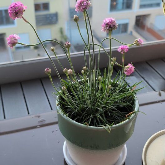 Photo of the plant species Armeria Maritima by @EarthlyPeony70 named Kesha on Greg, the plant care app