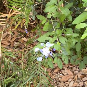 Photo of the plant species Prairie Sage by @RadAnise50 named Forrest on Greg, the plant care app