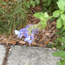 Photo of the plant species Blue Plumbago by @RadAnise50 named Gaga on Greg, the plant care app