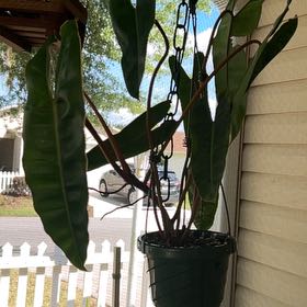 Photo of the plant species Philo Jungle Boogie by @BreezyMizuna97 named Figyonce on Greg, the plant care app