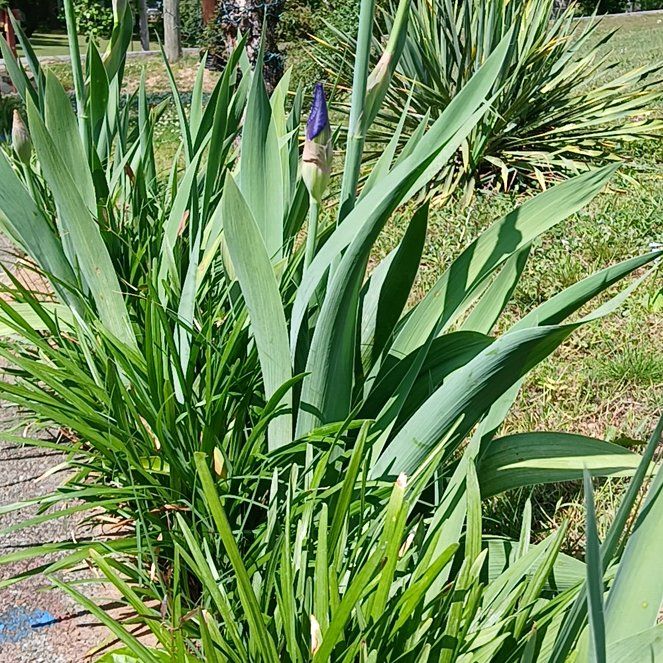 Photo of the plant species Dalmatian Iris by @GuruMayapple15 named Surya on Greg, the plant care app