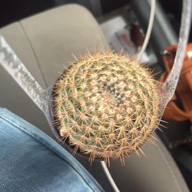 Photo of the plant species Cinnamon Cactus by @PivotalKaro39 named Kylie on Greg, the plant care app