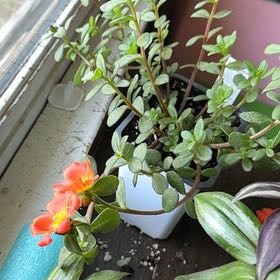 Photo of the plant species Purslane by @GoodyViszsla24 named Michelle Branch on Greg, the plant care app