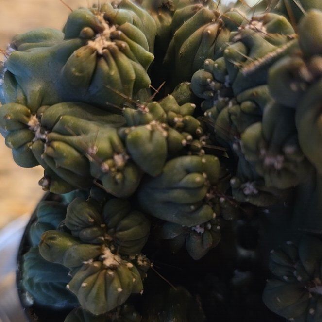 Photo of the plant species Peyote by @VipMarimo88 named Winston on Greg, the plant care app