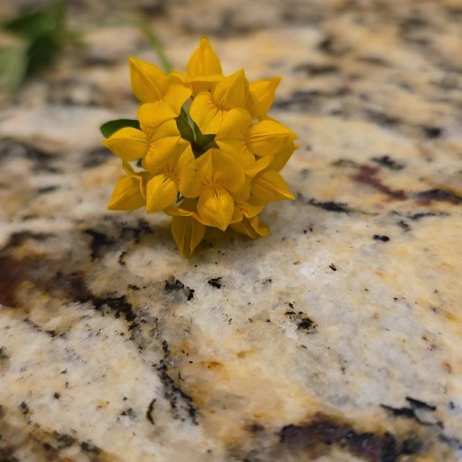 Photo of the plant species Common Bird's-Foot-Trefoil by @VipMarimo88 named Aristotle on Greg, the plant care app