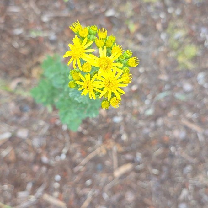 Photo of the plant species Butterweed by @VipMarimo88 named Sproutacus on Greg, the plant care app