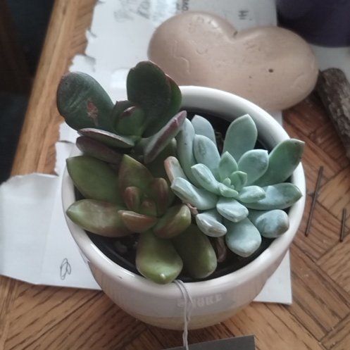Photo of the plant species Variety Succulents by @MentorDamiana49 named Willow on Greg, the plant care app