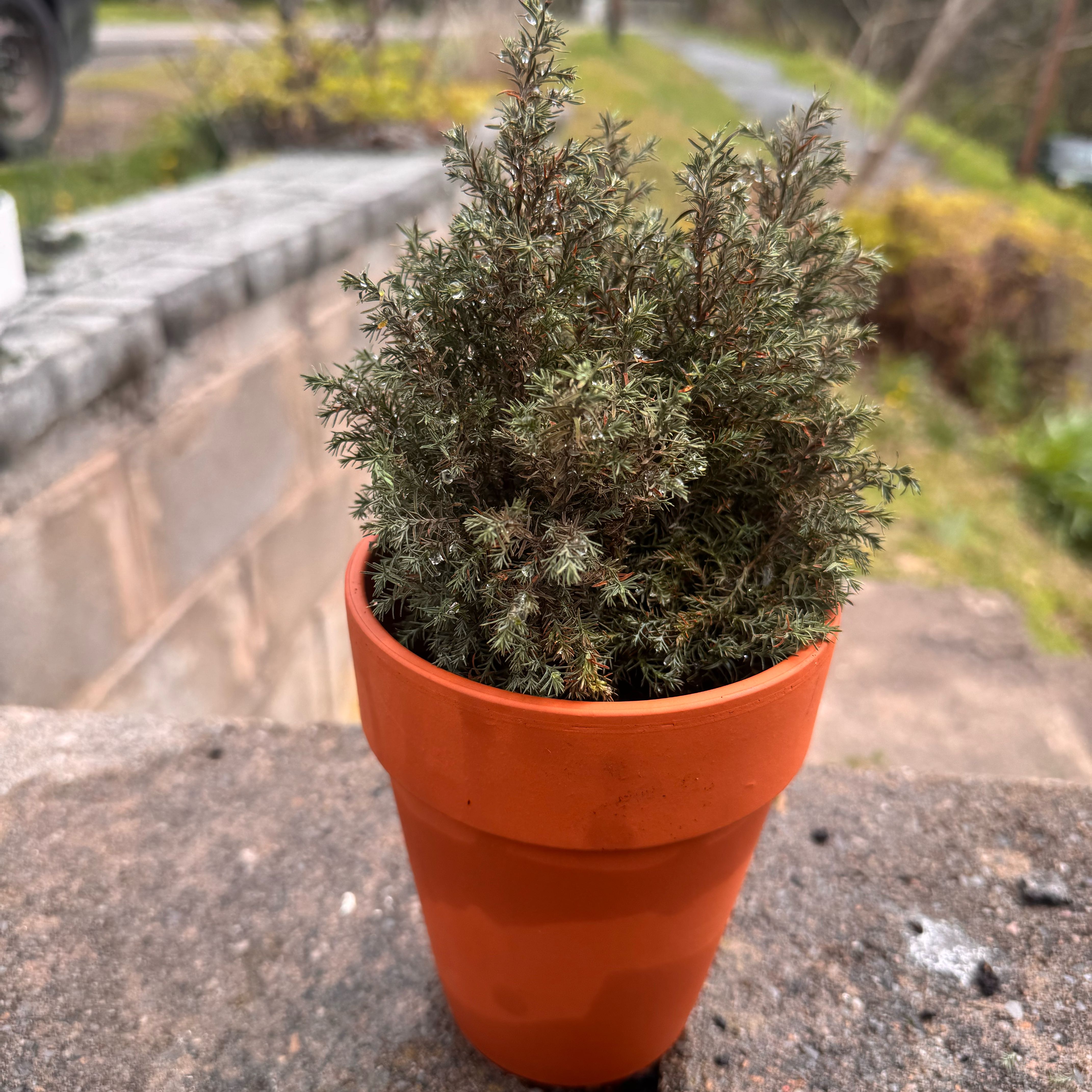 Photo of the plant species European Cypress by @YeahDaisy93 named Zeus on Greg, the plant care app