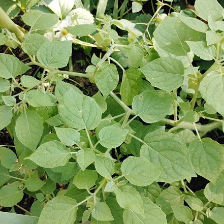 Photo of the plant species Cape Gooseberry by @StoriedWaxivy66 named Tolkien on Greg, the plant care app