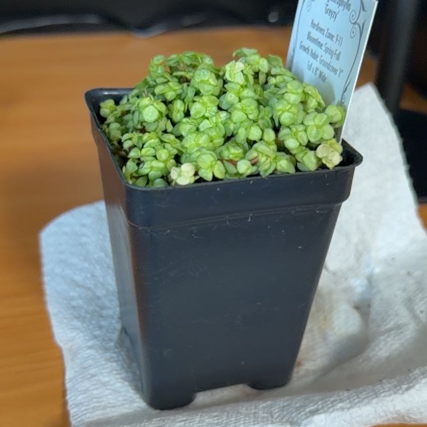 Photo of the plant species Red Stem Pilea by @HipRubbercup49 named Emerson on Greg, the plant care app