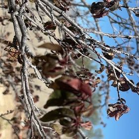 Photo of the plant species Fairy Duster by @AceLithops19 named Pax on Greg, the plant care app