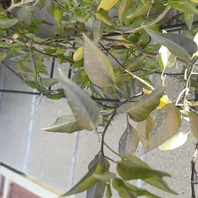 Photo of the plant species Potato Vine by @AceLithops19 named Queen on Greg, the plant care app
