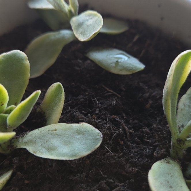 Photo of the plant species Leather-Leaf Fern by @DearDamascisa96 named Robert Plant on Greg, the plant care app