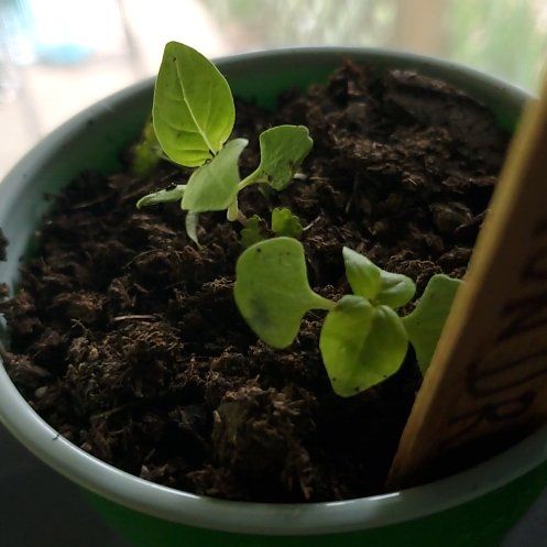 Photo of the plant species Lemon Basil by @Charissanm named Zeus on Greg, the plant care app
