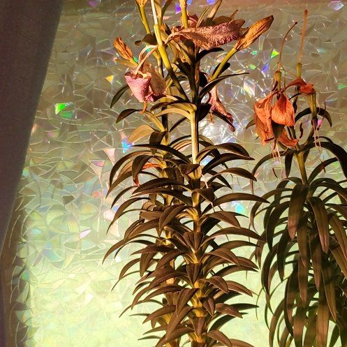 Photo of the plant species Tiny Diamond Asiatic Lily by @Charissanm named Purple Mollie, Top on Greg, the plant care app