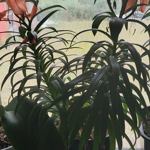 Photo of the plant species Asiatic Lily by @Charissanm named Rosa on Greg, the plant care app