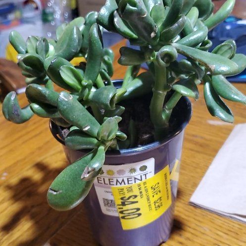 Photo of the plant species Crassula ovata 'Scarlet Lips' by @Charissanm named Lilo, Bottom on Greg, the plant care app