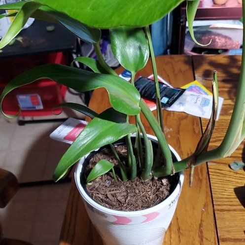 Photo of the plant species Monstera Burle Marx Flame by @Charissanm named Baesil, Both on Greg, the plant care app