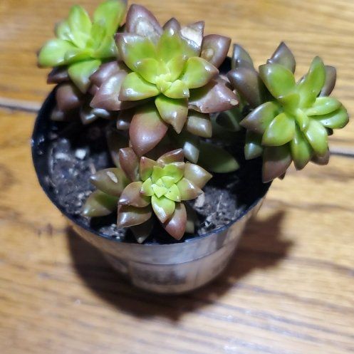 Photo of the plant species Sedum adolphi 'Shooting Stars' by @Charissanm named Dax, Bottom on Greg, the plant care app
