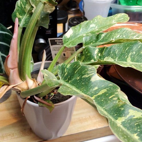 Photo of the plant species Philodendron Ring Of Fire by @Charissanm named Winnie, Top on Greg, the plant care app