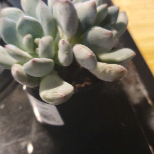 Photo of the plant species Pachyveria 'Blue Jasper' by @Charissanm named Archie, Bottom on Greg, the plant care app