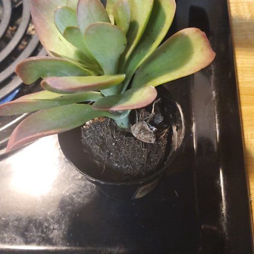 Photo of the plant species Kalanchoe 'Little Dragon' by @Charissanm named Ziggy, Bottom on Greg, the plant care app