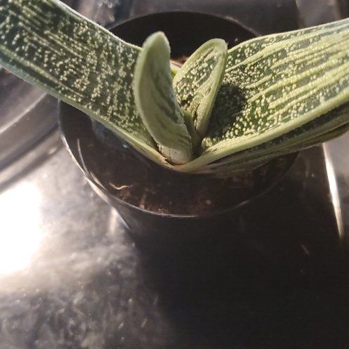 Photo of the plant species Gasteria 'Little Warty' by @Charissanm named Plato, Bottom on Greg, the plant care app