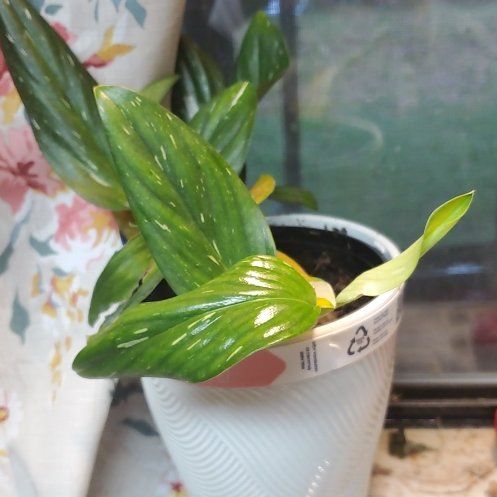 Photo of the plant species Monstera Cobra by @Charissanm named Betty, Top on Greg, the plant care app
