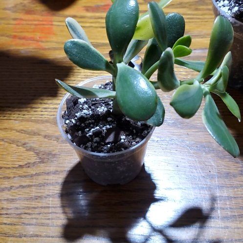 Photo of the plant species Variegated Jade by @Charissanm named Kendall, Bottom on Greg, the plant care app