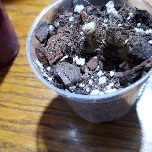 Photo of the plant species Ripple Jade by @Charissanm named Zion, Bottom on Greg, the plant care app