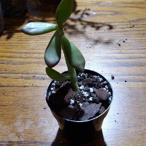 Photo of the plant species Golden Sedum by @Charissanm named Pax, Bottom on Greg, the plant care app