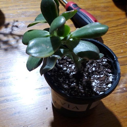 Photo of the plant species Variegated Jade by @Charissanm named Iris, Bottom on Greg, the plant care app