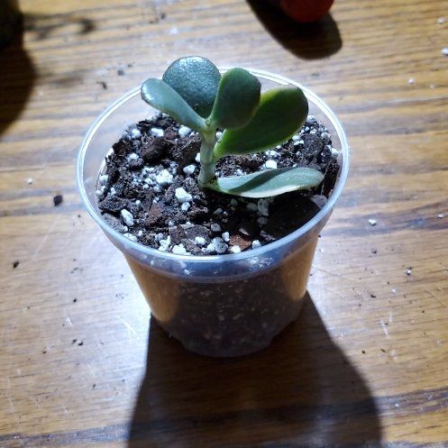 Photo of the plant species Variegated Jade by @Charissanm named Rufus, Bottom on Greg, the plant care app