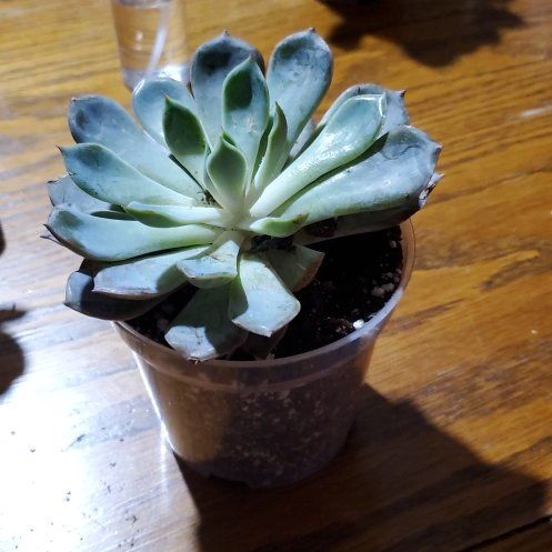 Photo of the plant species Echeveria 'Pollux' by @Charissanm named Mabel, Bottom on Greg, the plant care app