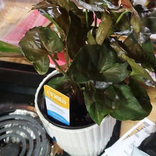 Photo of the plant species Syngonium 'Maria Allusion' by @Charissanm named Gus, Top on Greg, the plant care app