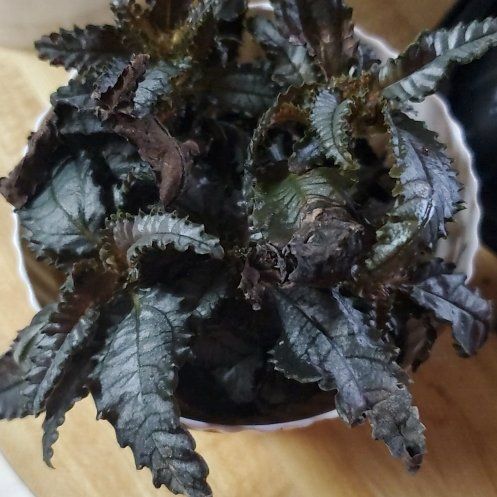 Photo of the plant species Dark Mystery Pilea by @Charissanm named Howard, Top on Greg, the plant care app