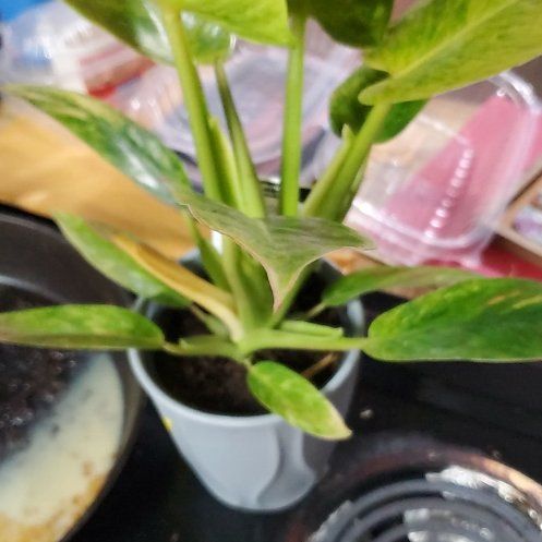 Photo of the plant species Philodendron Calkins Gold by @Charissanm named Leaf Erikson, Top on Greg, the plant care app