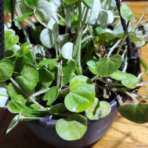Photo of the plant species Emerald Falls Dichondra by @Charissanm named Madonna, Both on Greg, the plant care app