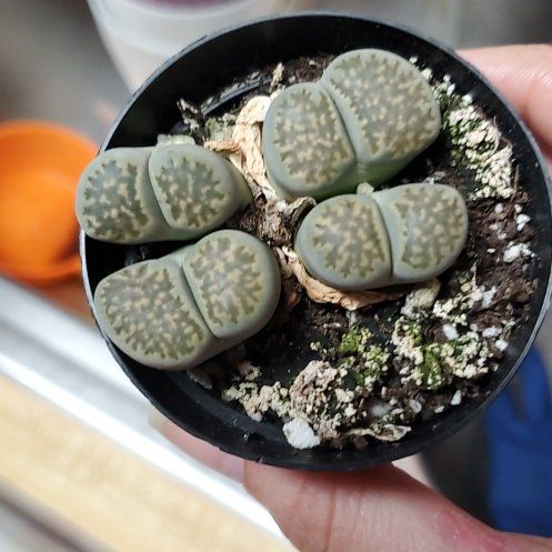 Photo of the plant species Living Stone by @Charissanm named Scarlett, Top on Greg, the plant care app
