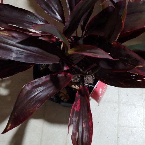 Photo of the plant species Hawaiian Ti Plant 'Pink' by @Charissanm named Anne, Top on Greg, the plant care app