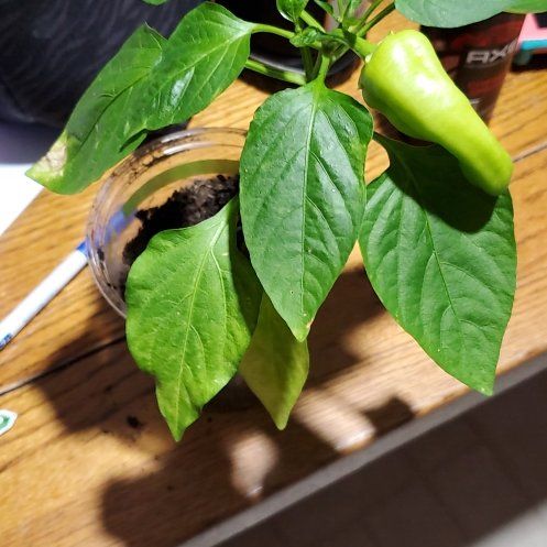 Photo of the plant species Gypsy Mini Bell Pepper by @Charissanm named Grace, Both on Greg, the plant care app