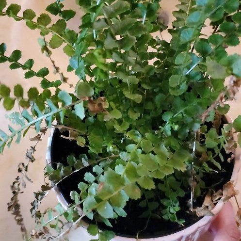 Photo of the plant species Lemon Button Fern by @Charissanm named Achilles on Greg, the plant care app