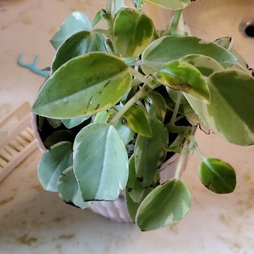 Photo of the plant species variegated teardrop by @Charissanm named Darwin, Bottom on Greg, the plant care app