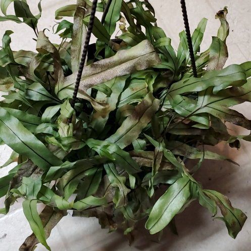 Photo of the plant species Kangaroo Paw Fern by @Charissanm named Foxxy, Bottom on Greg, the plant care app