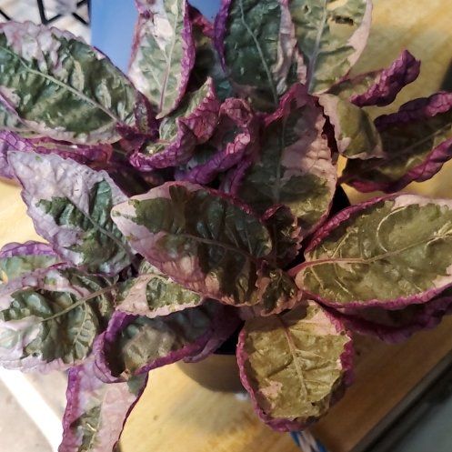 Photo of the plant species Snow White Waffle Plant by @Charissanm named Kesha on Greg, the plant care app