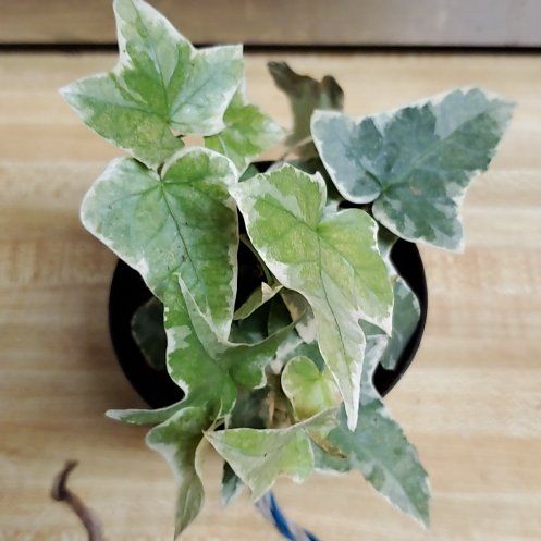 Photo of the plant species Ivy by @Charissanm named Summer, Top on Greg, the plant care app